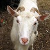 Белая коза с розовым носом