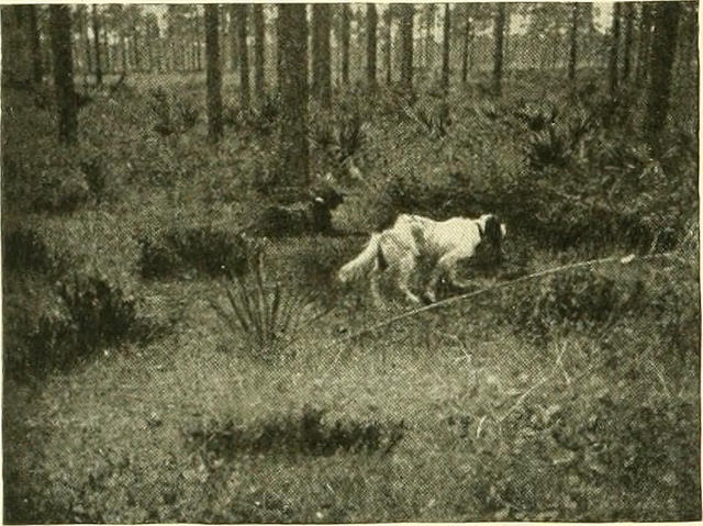 Охота с норной собакой