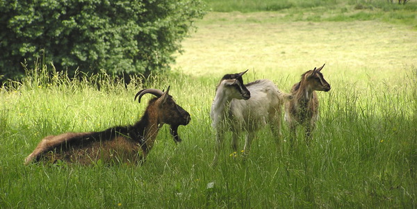 Три козла
