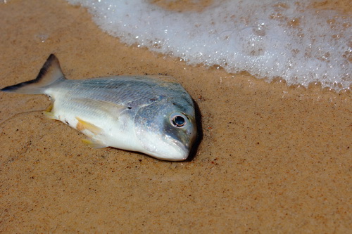 Рыба на берегу моря