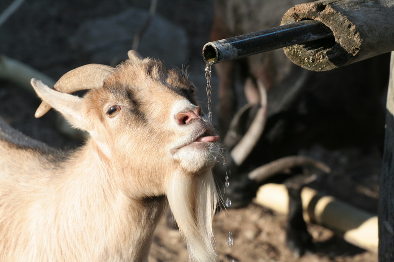 Пьющая коза